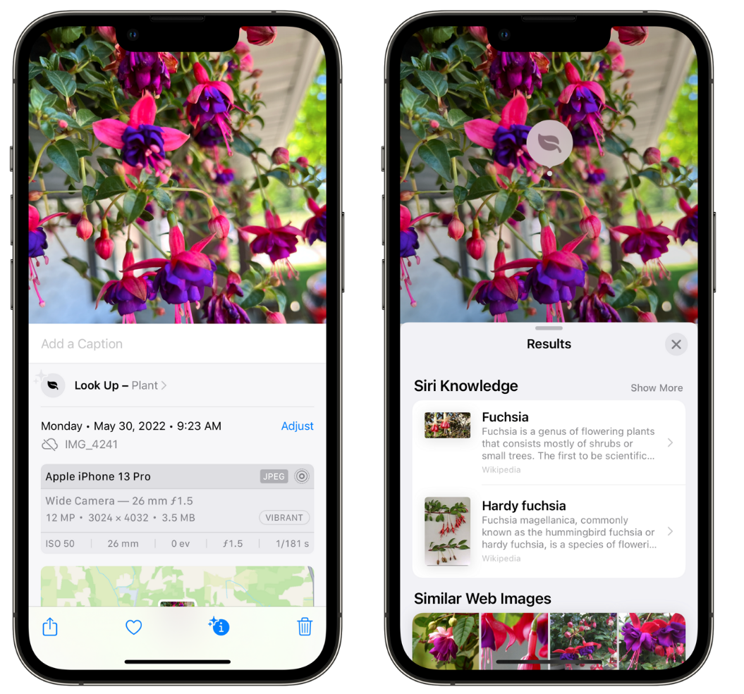 三山苹果手机维修分享小技巧：使用 iPhone 相机识别花卉植物 